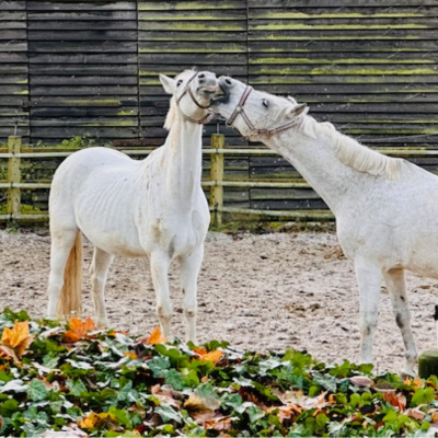 reitclub grunewald 3