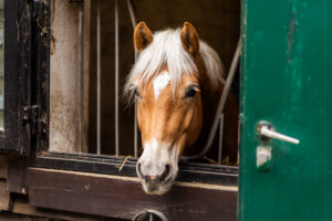 reitclub grunewald 2025 17