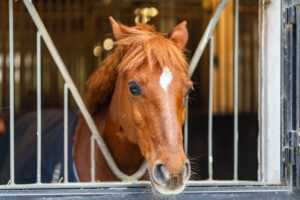 reitclub grunewald 2025 20