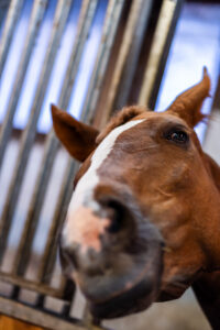 reitclub grunewald 2025 30