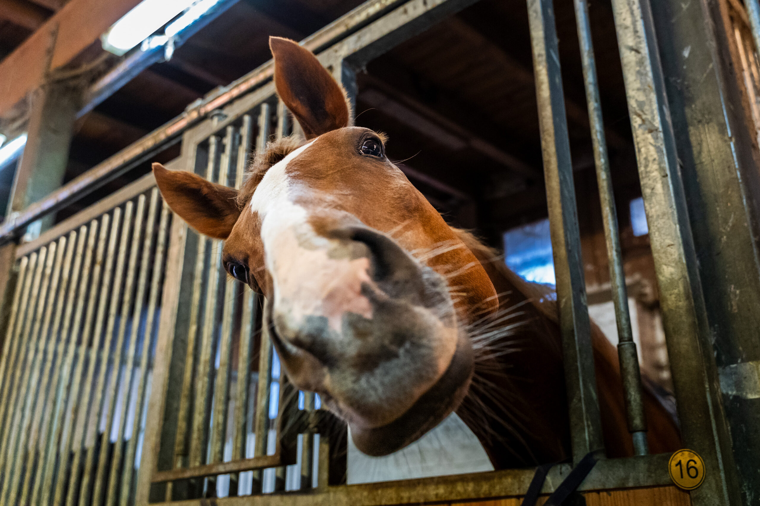 reitclub grunewald 2025 33