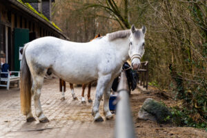 reitclub grunewald 2025 39