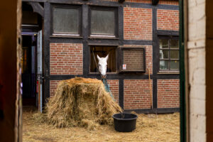 reitclub grunewald 2025 65