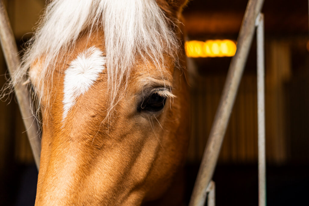 reitclub grunewald 2025 66