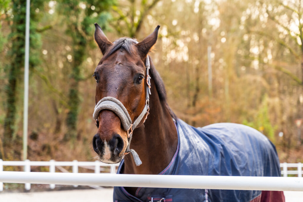 reitclub grunewald 2025 77